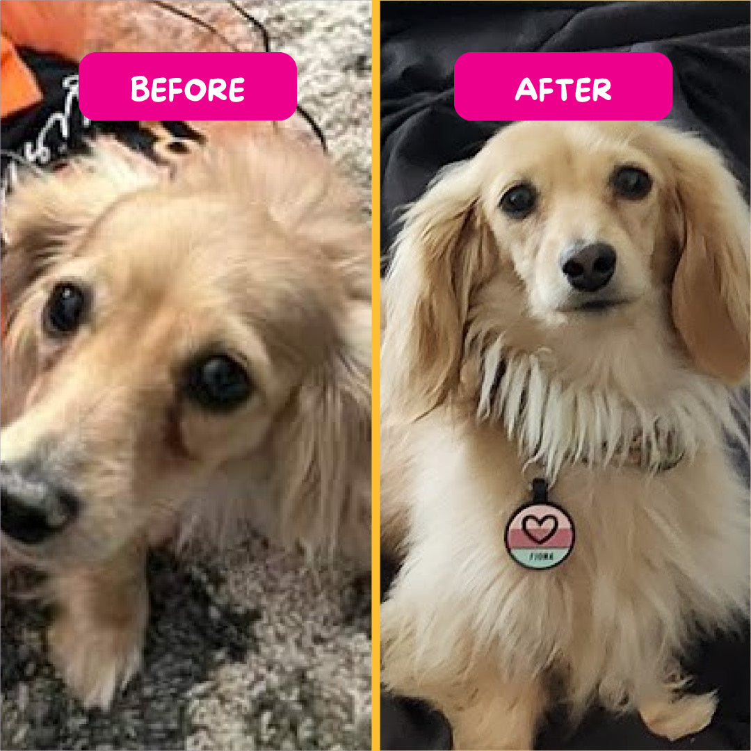 Pet Eyez™ Eye and Ear Wipes w/ HypoChlor + Lamb Treats for Dogs