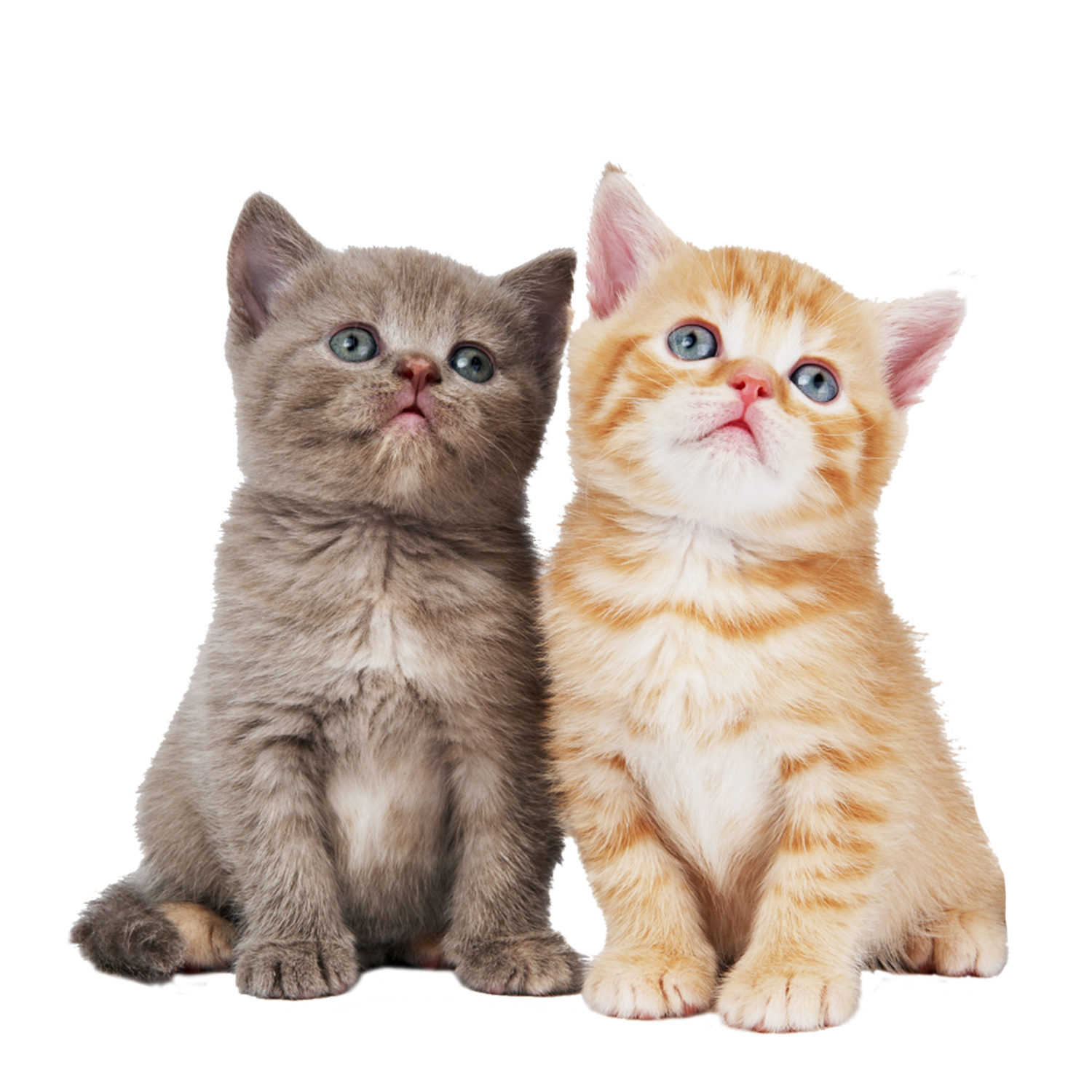 PetEyez™ Vitamin Treats for Cats Chicken