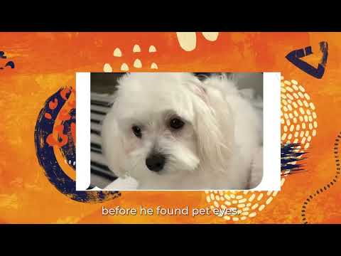 Pet Eyez explainer video
