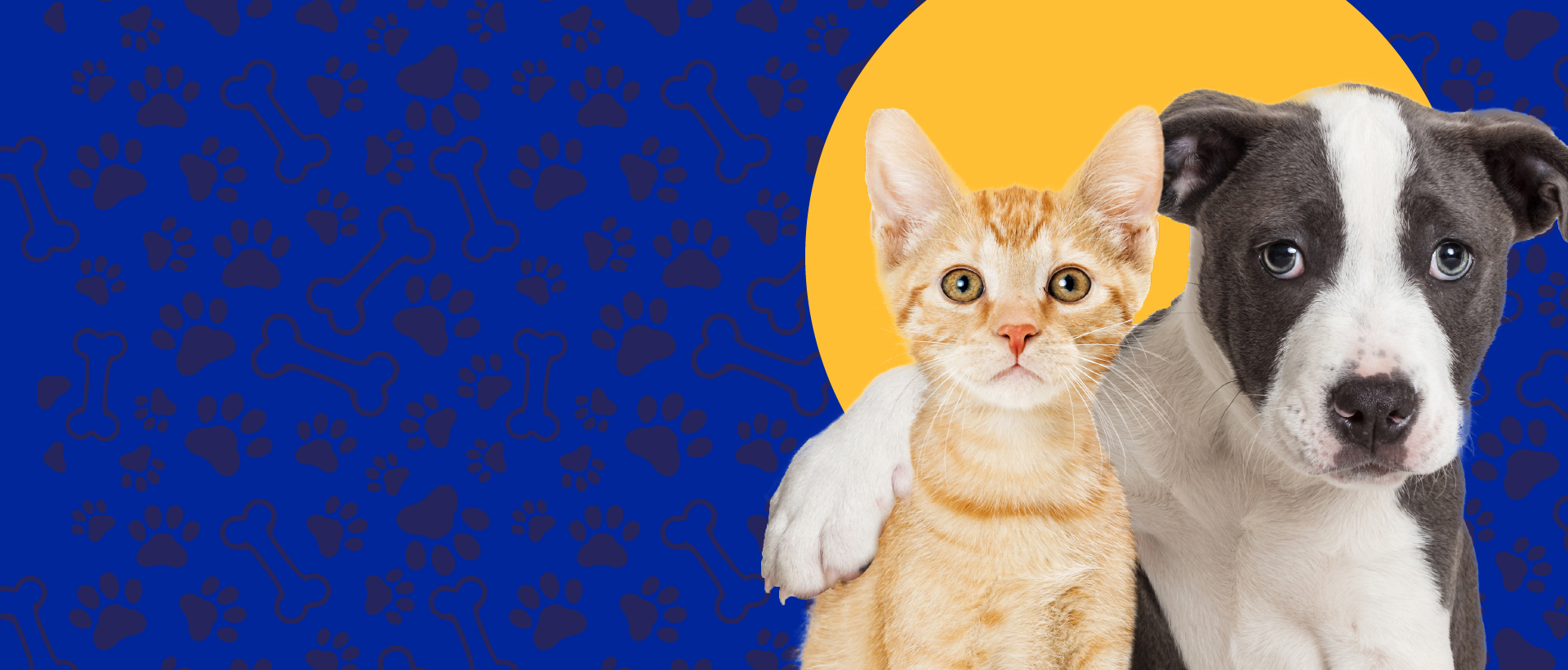 Pet top shop distributor